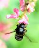 Megachile parietina